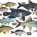 Various Freshwater Fish Species Including Silver Carp Bighead Carp Grass Carp And Crucian Carp