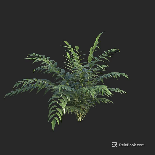 Lush Green Tropical Plant With Feathery Leaves For Indoor Decoration 3d model 