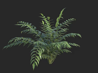 Lush Green Tropical Plant With Feathery Leaves For Indoor Decoration 3d model