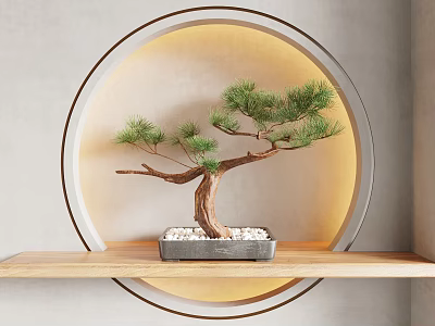 Pine Bonsai Tree on Wooden Shelf with Circular Illuminated Background and Square Pot White Pebbles 3d model