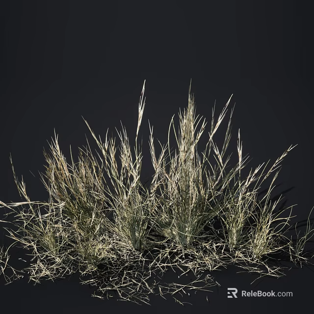 Tall Slender Clumping Grass With Green And Light Colored Foliage On Dark Background 3d model 