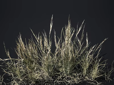 Tall Slender Clumping Grass With Green And Light Colored Foliage On Dark Background 3d model