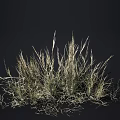Tall Slender Clumping Grass With Green And Light Colored Foliage On Dark Background