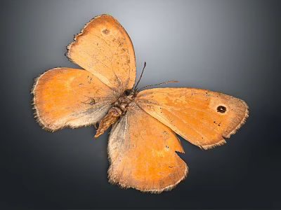 Detailed Orange Butterfly with Orange Wings and Black Spots on Dark Background 3d model