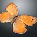Detailed Orange Butterfly with Orange Wings and Black Spots on Dark Background