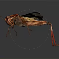 Modern grasshopper insect cartoon locust 3d model