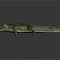 Green Crocodile With Scaly Skin Open Mouth And Detailed Texture On Gray Background