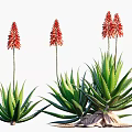 Aloe Vera Succulent Plants in Various Sizes with Blooming Red Flowers on Tall Stems