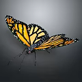 Vibrant Monarch Butterfly With Orange And Black Patterned Wings On Gray Background