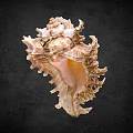 Ornate Spiral Seashell With Pink Interior And Textured Surface On Dark Background