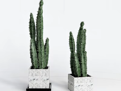 Two Cactus Bonsai Potted Plants With Square Marble Pots On White Background For Indoor Decor 3d model