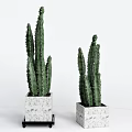 Two Cactus Bonsai Potted Plants With Square Marble Pots On White Background For Indoor Decor