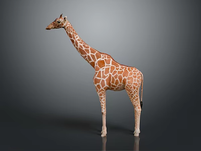 Realistic Giraffe Model With Brown Spots And Long Neck Standing On Gray Background 3d model