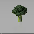 Fresh Green Broccoli with Vibrant Florets Crisp Stem and Healthy Traits