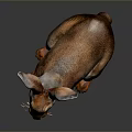 Realistic Brown Rabbit With Long Ears Sitting On Dark Shiny Surface 3d model