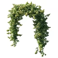 Vine Forming Arch With Lush Green Foliage And Close Up Details