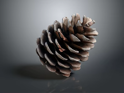 Natural Brown Pine Cone Plant Part With Intricate Scaly Texture On Gray Background 3d model