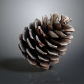 Natural Brown Pine Cone Plant Part With Intricate Scaly Texture On Gray Background
