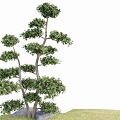 modeling tree modeling loose 3d model