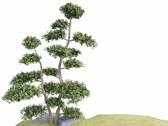 modeling tree modeling loose 3d model