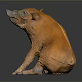 Orange Pig in Sitting Posture on Dark Reflective Floor with Realistic Skin Texture