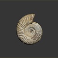 Conch Bone Snail Snail Field Snail 3d model