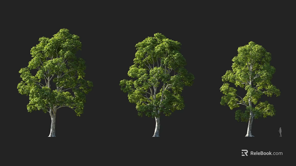 Three Arbor Trees With Green Leaves Different Crown Shapes And Tall Trunks On Black Background 3d model 