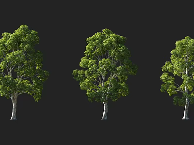 Three Arbor Trees With Green Leaves Different Crown Shapes And Tall Trunks On Black Background 3d model