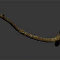Single Slender Dry Leafless Natural Plant Branch Against Dark Background