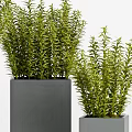 Lush Green Bonsai Potted Plants in Square Gray Concrete Planters