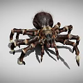 Large Hairy Brown Spider With White Striped Legs And Spotted Body