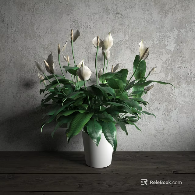 Green Potted Plant With White Flowers And Green Leaves On Wooden Tabletop Against Gray Wall 3d model 