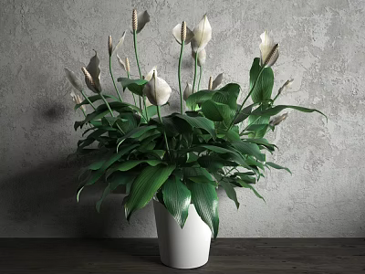 Green Potted Plant With White Flowers And Green Leaves On Wooden Tabletop Against Gray Wall 3d model