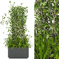 Bonsai Potted Plant With Climbing Vines Grid Structure And Green Ferns