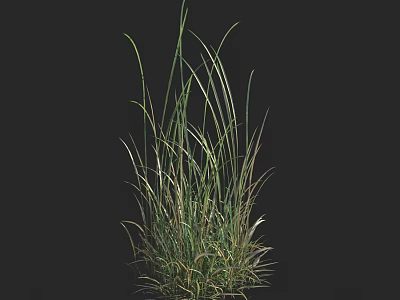 Tall Slender Green And Yellow Grass Blades Isolated On Black Background 3d model
