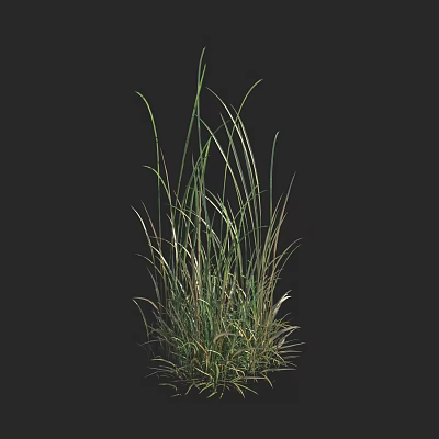 Tall Slender Green And Yellow Grass Blades Isolated On Black Background 3d model