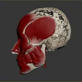 Human Head Muscle Anatomical Model With Detailed Red And White Structure 3d model