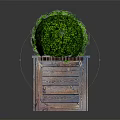 Vibrant Green Round Plant Planted In Wooden Box Planter With Lush Leaves