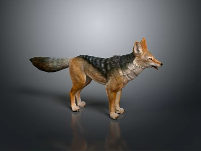 Highly Detailed 3D Fox Model In Realistic Standing Pose With Fur Texture 3d model