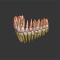 Modern tooth root 3d model