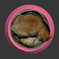 Cat Resting In Pink Bowl With Pinku Text On Reflective Surface