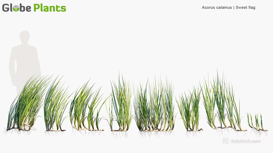 Vibrant Green Acorus calamus Plants Featuring Long Leafy Stems Arranged in a Row 3d model 