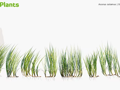 Vibrant Green Acorus calamus Plants Featuring Long Leafy Stems Arranged in a Row 3d model