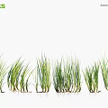 Vibrant Green Acorus calamus Plants Featuring Long Leafy Stems Arranged in a Row