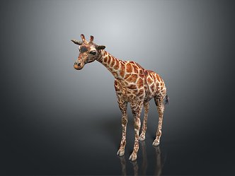 Giraffe Low Model Giraffe African Animal Toy Giraffe Muppet Toy Animal Cartoon Giraffe 3d model