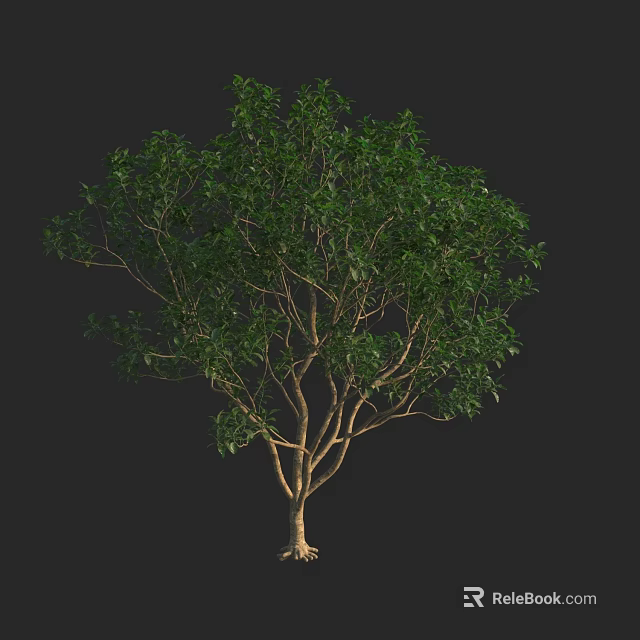 Arbor With Lush Green Foliage Strong Trunk And Natural Root System 3d model
