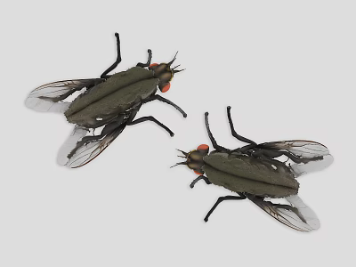 animal insect pest fly 3d model animal insect pest fly 3d model
