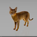 Elegant Orange Cat Standing on Reflective Floor with Gray Background 3d model