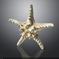 Detailed White Spiny Armed Starfish with Textured Surface and Reflection on Black Background