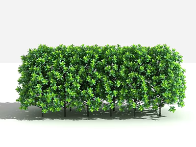 Green Shrubs With Dense Foliage Neatly Arranged For Garden Landscape Design 3d model